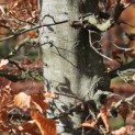 Fagus sylvatica 'Atropunicea' - 5
