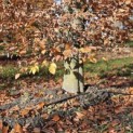 Fagus sylvatica 'Atropunicea' - 8