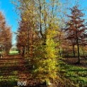 Carpinus betulus