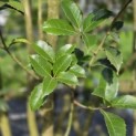 Osmanthus Aquifolium - 2