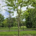 Gleditsia triacanthos 'Sunburst' - Foto 8