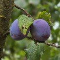 Prunus domestica Hauszwetsche - Foto 4