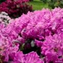 Rhododendron Roseum Elegans - Afbeelding bloei op de kwekerij van Ten Hoven Bomen