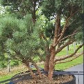 Pinus sylvestris 'Watereri' - 4