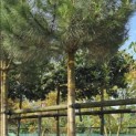 Pinus Pinea - 1