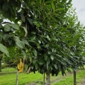 Prunus laurocerasus 'Novita' - Foto 6