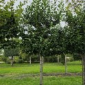 Prunus laurocerasus 'Novita' - Foto 5