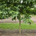 Liquidambar styraciflua - 2