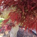 Acer palmatum 'Dissectum' - Foto 9