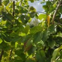 Parrotia persica - 4