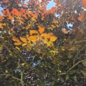 Fagus sylvatica 'Atropunicea' - 1