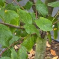 Prunus domestica 'President' - Foto 4