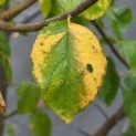 Prunus domestica 'President' - Foto 3