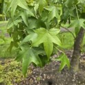 Liquidambar styraciflua - 1
