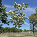 Cornus kousa 'Venus' - 1
