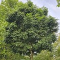 Gleditsia triacanthos ‘Elegantissima’ - 2