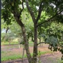 Prunus domestica 'Bleue de Belgique' - Foto 3
