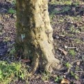 Platanus hispanica dak of knotvorm - 6
