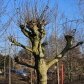 Platanus hispanica dak of knotvorm - 4