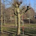Platanus hispanica dak of knotvorm - 3