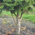 Thuja occidentalis 'Brabant' - Foto 2