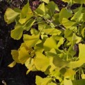 Ginkgo biloba fastigiata 'Blagon' - impressie herfstblad