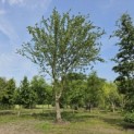 Acer campestre - mei 2026
