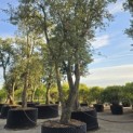 Quercus Suber - Foto 4