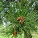 Pinus nigra subsp. Nigra - Afbeelding 1