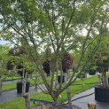 Acer palmatum - Foto 1