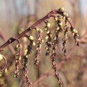 Stachyurus Preacox - 1