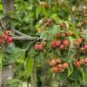Malus 'Evereste' - Foto 6