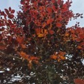 Fagus sylvatica 'Atropunicea' - 1