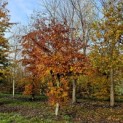 Fagus sylvatica - Afbeelding 776 nov 2023