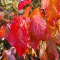 Parrotia persica - 1