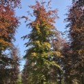Fagus sylvatica 'Atropunicea' - 2