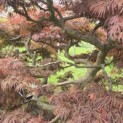 Acer palmatum 'Inaba Shidare' - Foto 9