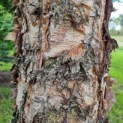 Betula nigra - Zwarte berk stam