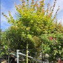 Acer shirasawanum 'Jordan' - zomerblad