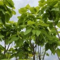 Catalpa bignonioides 'Aurea' - 2