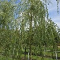 Salix x sepulcralis 'Chrysocoma' - Foto 2