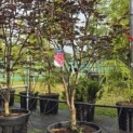 Acer palmatum 'Red Emperor' - Foto 1