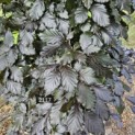 Fagus sylvatica 'Atropunicea' - 3