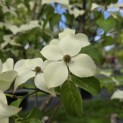 Cornus kousa - 1