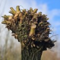 Salix Alba - Foto 1