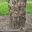 Betula Nigra - Afbeelding 3