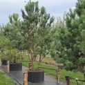Pinus sylvestris - 1