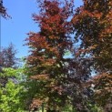 Fagus sylvatica 'Atropunicea' - Foto 1