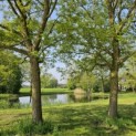 Pterocarya Stenoptera - IMPRESSIE toepassing vleugelnoten.  Dit zijn NIET de bomen die u krijgt.