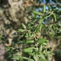 Quercus Suber - 2